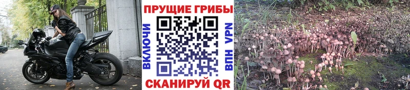 Купить  Дедовск  Псилоцибиновые грибы прущие грибы 